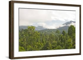 Mist Rises from Primary Rainforest at Dawn-Louise Murray-Framed Photographic Print