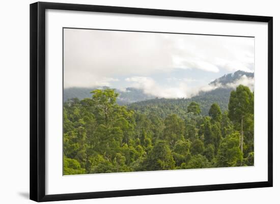 Mist Rises from Primary Rainforest at Dawn-Louise Murray-Framed Photographic Print