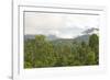 Mist Rises from Primary Rainforest at Dawn-Louise Murray-Framed Photographic Print