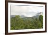 Mist Rises from Primary Rainforest at Dawn-Louise Murray-Framed Photographic Print