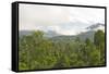 Mist Rises from Primary Rainforest at Dawn-Louise Murray-Framed Stretched Canvas