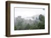 Mist Rises from Primary Rainforest at Dawn-Louise Murray-Framed Photographic Print