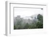 Mist Rises from Primary Rainforest at Dawn-Louise Murray-Framed Photographic Print