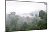 Mist Rises from Primary Rainforest at Dawn-Louise Murray-Mounted Photographic Print