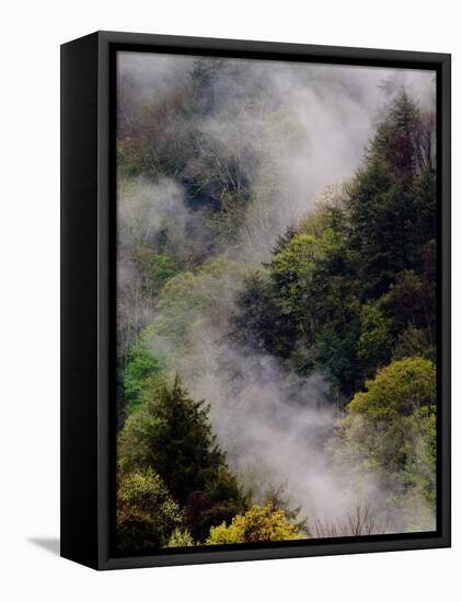 Mist Rising After Spring Rain in the Great Smoky Mountains National Park, Tennessee, USA-Adam Jones-Framed Stretched Canvas