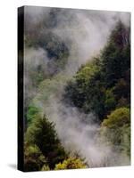 Mist Rising After Spring Rain in the Great Smoky Mountains National Park, Tennessee, USA-Adam Jones-Stretched Canvas