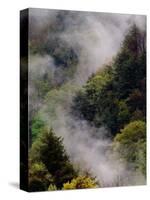 Mist Rising After Spring Rain in the Great Smoky Mountains National Park, Tennessee, USA-Adam Jones-Stretched Canvas