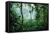 Mist Rising in Rainforest-null-Framed Stretched Canvas