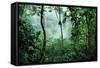 Mist Rising in Rainforest-null-Framed Stretched Canvas