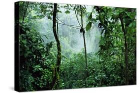 Mist Rising in Rainforest-null-Stretched Canvas