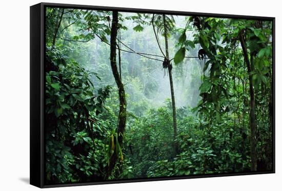 Mist Rising in Rainforest-null-Framed Stretched Canvas