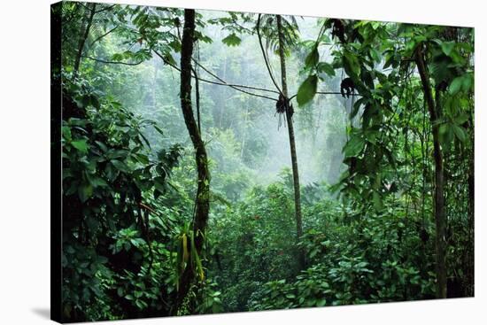 Mist Rising in Rainforest-null-Stretched Canvas
