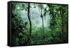 Mist Rising in Rainforest-null-Framed Stretched Canvas