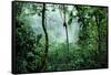 Mist Rising in Rainforest-null-Framed Stretched Canvas