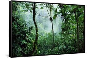 Mist Rising in Rainforest-null-Framed Stretched Canvas