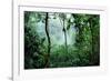 Mist Rising in Rainforest-null-Framed Photographic Print