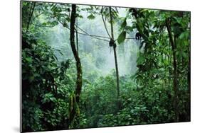 Mist Rising in Rainforest-null-Mounted Photographic Print