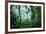 Mist Rising in Rainforest-null-Framed Photographic Print