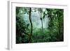 Mist Rising in Rainforest-null-Framed Photographic Print