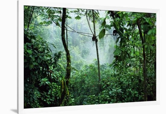 Mist Rising in Rainforest-null-Framed Photographic Print