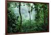 Mist Rising in Rainforest-null-Framed Photographic Print