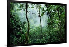 Mist Rising in Rainforest-null-Framed Photographic Print