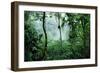 Mist Rising in Rainforest-null-Framed Photographic Print