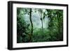 Mist Rising in Rainforest-null-Framed Photographic Print