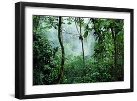 Mist Rising in Rainforest-null-Framed Photographic Print