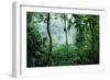 Mist Rising in Rainforest-null-Framed Photographic Print