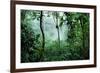 Mist Rising in Rainforest-null-Framed Photographic Print