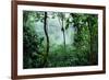 Mist Rising in Rainforest-null-Framed Photographic Print