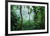 Mist Rising in Rainforest-null-Framed Photographic Print