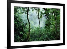 Mist Rising in Rainforest-null-Framed Photographic Print