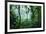 Mist Rising in Rainforest-null-Framed Photographic Print