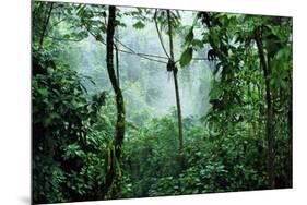 Mist Rising in Rainforest-null-Mounted Photographic Print