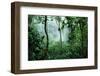 Mist Rising in Rainforest-null-Framed Photographic Print