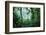 Mist Rising in Rainforest-null-Framed Photographic Print