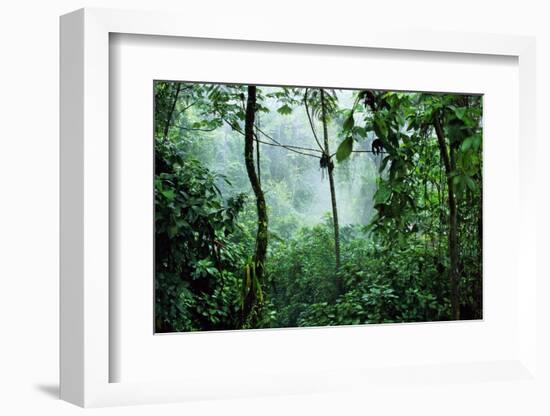 Mist Rising in Rainforest-null-Framed Photographic Print