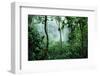 Mist Rising in Rainforest-null-Framed Photographic Print