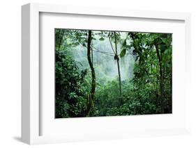Mist Rising in Rainforest-null-Framed Photographic Print