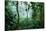 Mist Rising in Rainforest-null-Stretched Canvas