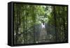 Mistico Arenal Hanging Bridges Park in Arenal, Costa Rica.-Michele Niles-Framed Stretched Canvas