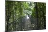 Mistico Arenal Hanging Bridges Park in Arenal, Costa Rica.-Michele Niles-Mounted Photographic Print