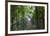 Mistico Arenal Hanging Bridges Park in Arenal, Costa Rica.-Michele Niles-Framed Photographic Print