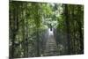Mistico Arenal Hanging Bridges Park in Arenal, Costa Rica.-Michele Niles-Mounted Photographic Print