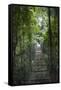 Mistico Arenal Hanging Bridges Park in Arenal, Costa Rica.-Michele Niles-Framed Stretched Canvas