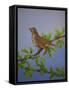 Mistle Thrush, 2016-Pat Scott-Framed Stretched Canvas