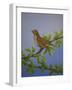 Mistle Thrush, 2016-Pat Scott-Framed Giclee Print