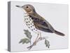 Mistle Thrush (Turdus Viscivorus), Turdidae-null-Stretched Canvas